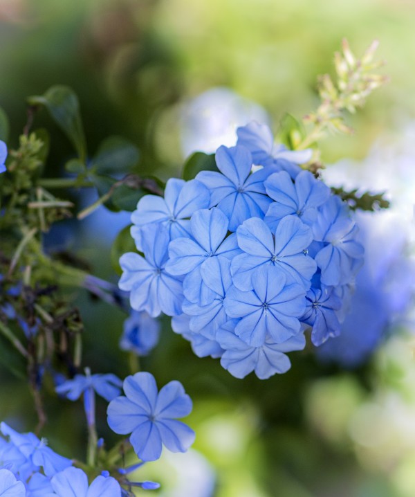 Plumbago by Connie Maher